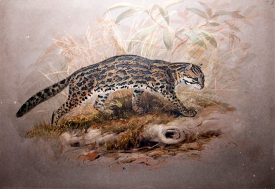 Ocelote, 1851-52 de Joseph Wolf